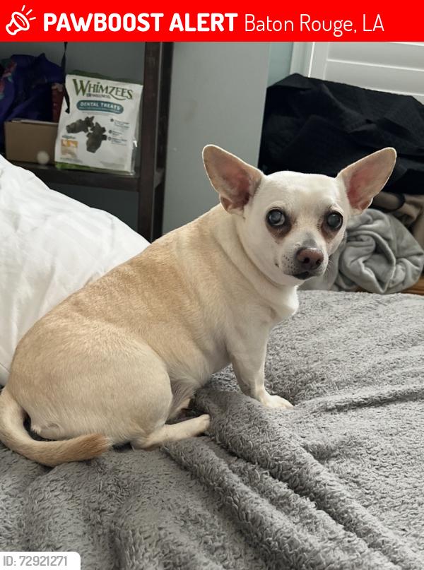Lost Female Dog last seen South Harrell's Ferry and Woodlake Drive, Baton Rouge, LA 70816