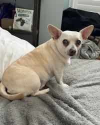 Lost Female Dog last seen South Harrell's Ferry and Woodlake Drive, Baton Rouge, LA 70816