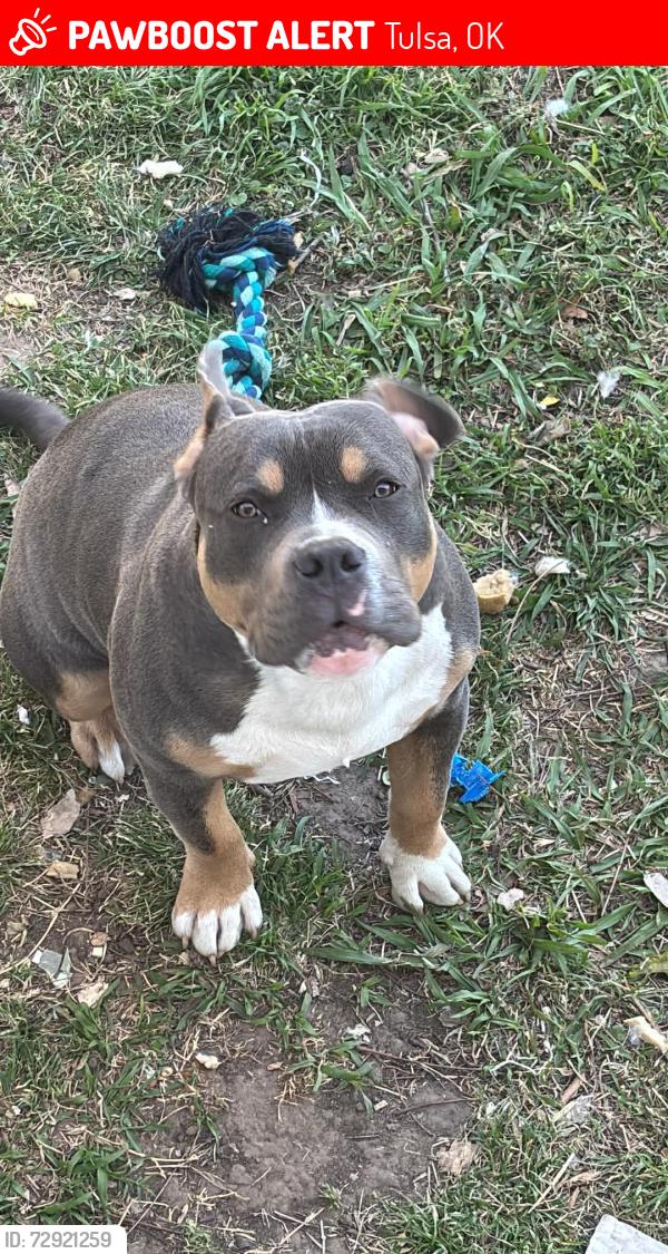 Lost Male Dog last seen At the church with a homeless person , Tulsa, OK 74115