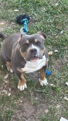 Lost Male Dog last seen At the church with a homeless person , Tulsa, OK 74115