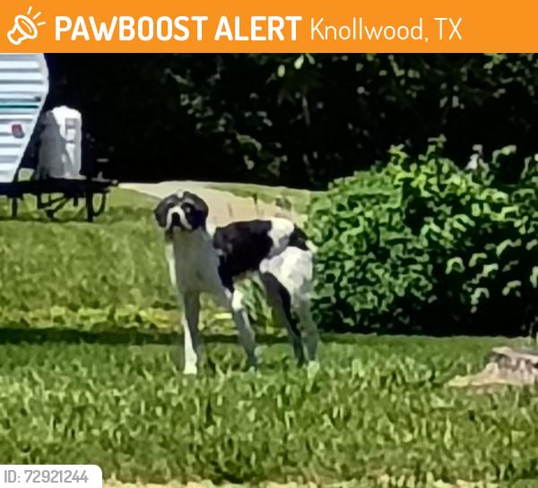 Found/Stray Unknown Dog last seen Brooklyn & College , Knollwood, TX 75092