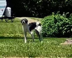 Found/Stray Unknown Dog last seen Brooklyn & College , Knollwood, TX 75092