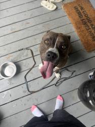 Reunited Male Dog last seen Avenue A and W 10th St, Rome, GA 30165