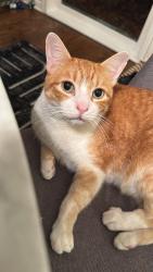Reunited Male Cat last seen Near Lancaster Ct in Tangley Oaks, Lake Bluff, IL 60044