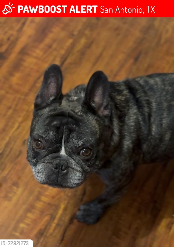 Lost Male Dog last seen Calle 36 st eldridge av , San Antonio, TX 78237