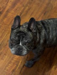 Lost Male Dog last seen Calle 36 st eldridge av , San Antonio, TX 78237