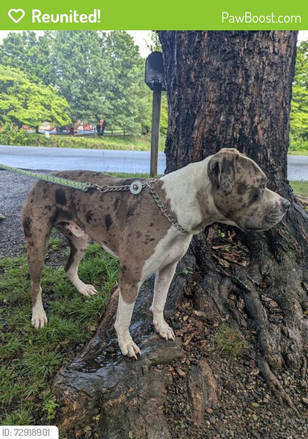 Reunited Male Dog last seen Avery's corner, Woodfin elementary , Woodfin, NC 28804