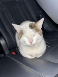 Reunited Male Cat last seen Near s sangamon , Chicago, IL 60643