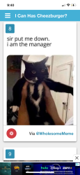 Lost Male Cat last seen Gloucester, Ashburn, VA 20147