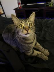 Lost Male Cat last seen in the apmts at the loction posted, Rowland Heights, CA 91748
