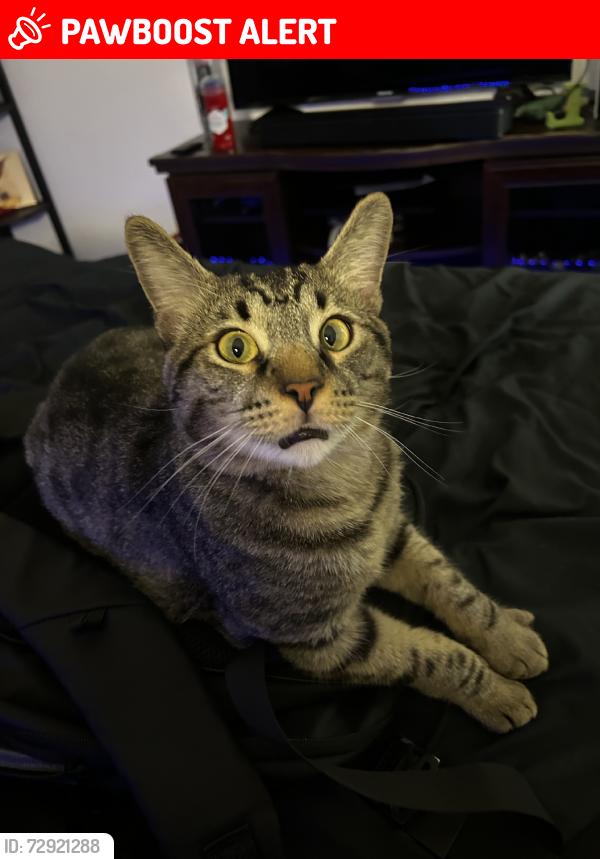 Lost Male Cat last seen in the apmts at the loction posted, Rowland Heights, CA 91748