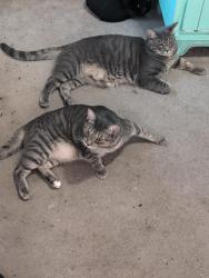 Reunited Male Cat last seen Neighbors house , Talent, OR 97540