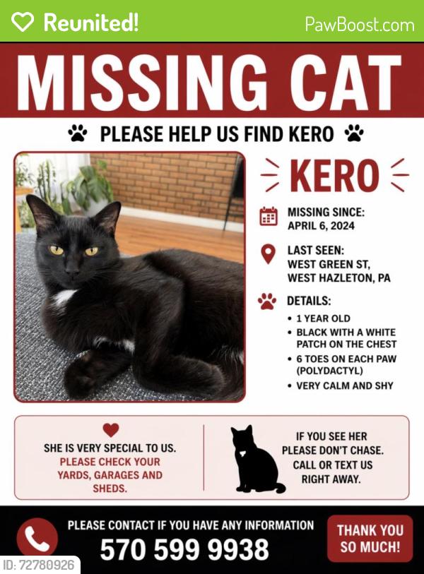 Reunited Female Cat last seen Near w green st west Hazleton , West Hazleton, PA 18202