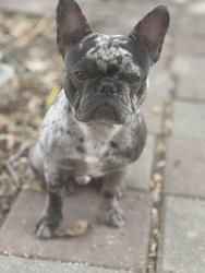 Lost Male Dog last seen W Stassney , Austin, TX 78745