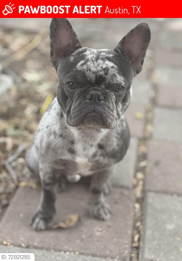 Lost Male Dog last seen W Stassney , Austin, TX 78745