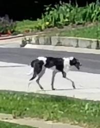 Found/Stray Unknown Dog last seen Brooklyn & College , Topeka, KS 66611