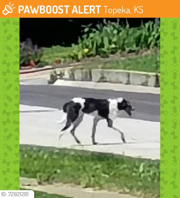 Found/Stray Unknown Dog last seen Brooklyn & College , Topeka, KS 66611