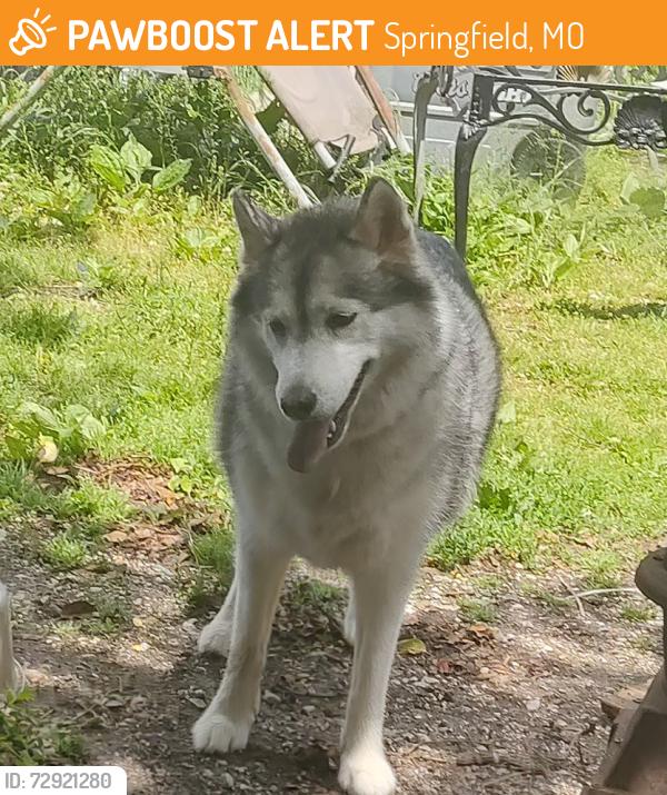 Found/Stray Female Dog last seen N. Glenstone and Valley Watermill Rd., Springfield, MO 65803