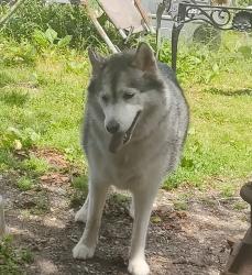 Found/Stray Female Dog last seen N. Glenstone and Valley Watermill Rd., Springfield, MO 65803