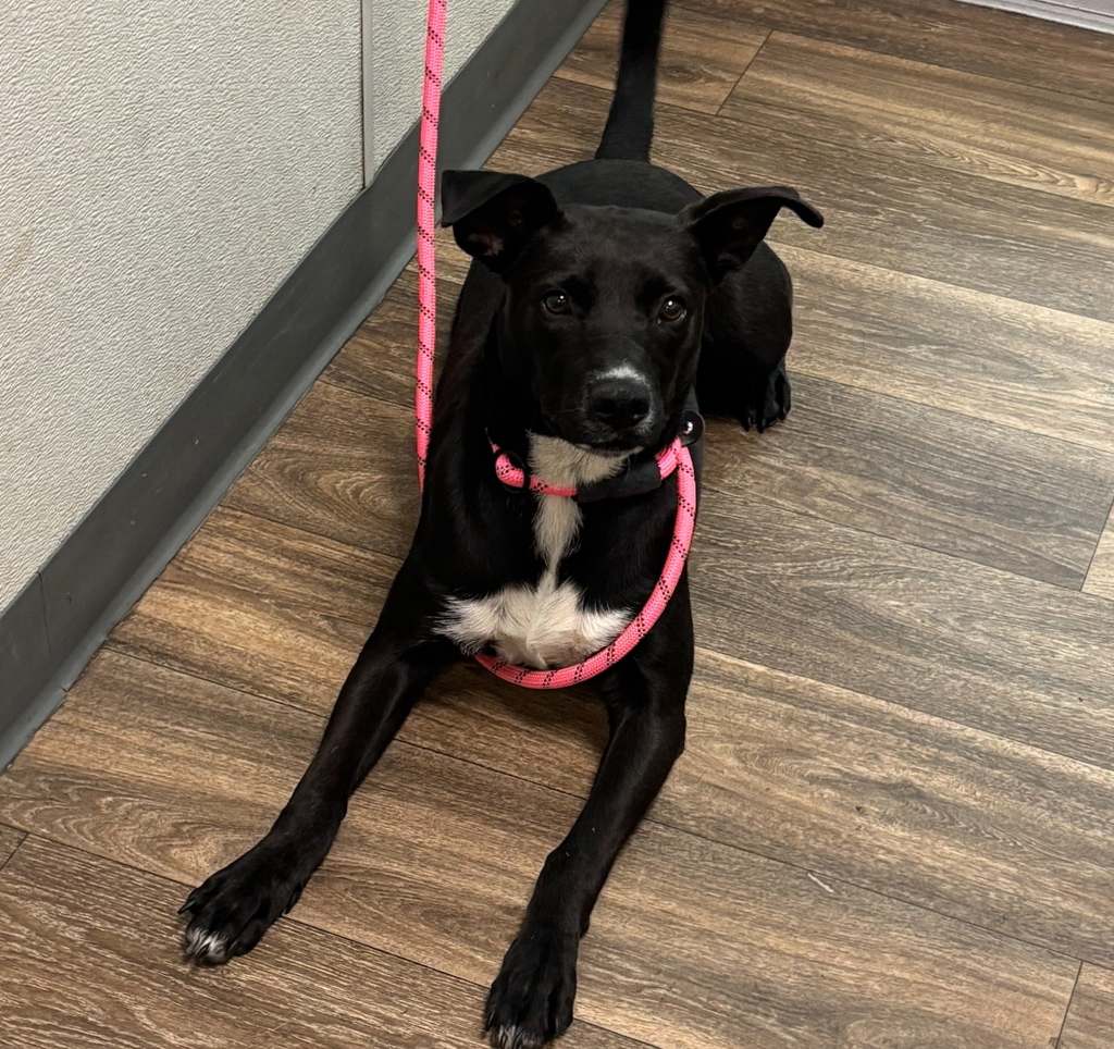 Shelter Stray Female Dog last seen Near Park Boulevard, San Diego, CA, 92101, San Diego, CA 92110
