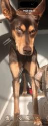 Reunited Male Dog last seen Queensland LN & Kirkland Rd. , Covington, GA 30016