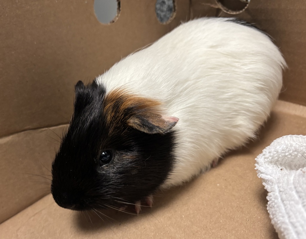 Shelter Stray Male Other last seen Near W 113 Street, NEW YORK, NY, 10026, New York, NY 10029