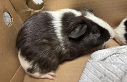 Shelter Stray Male Other last seen Near W 113 Street, NEW YORK, NY, 10026, New York, NY 10029