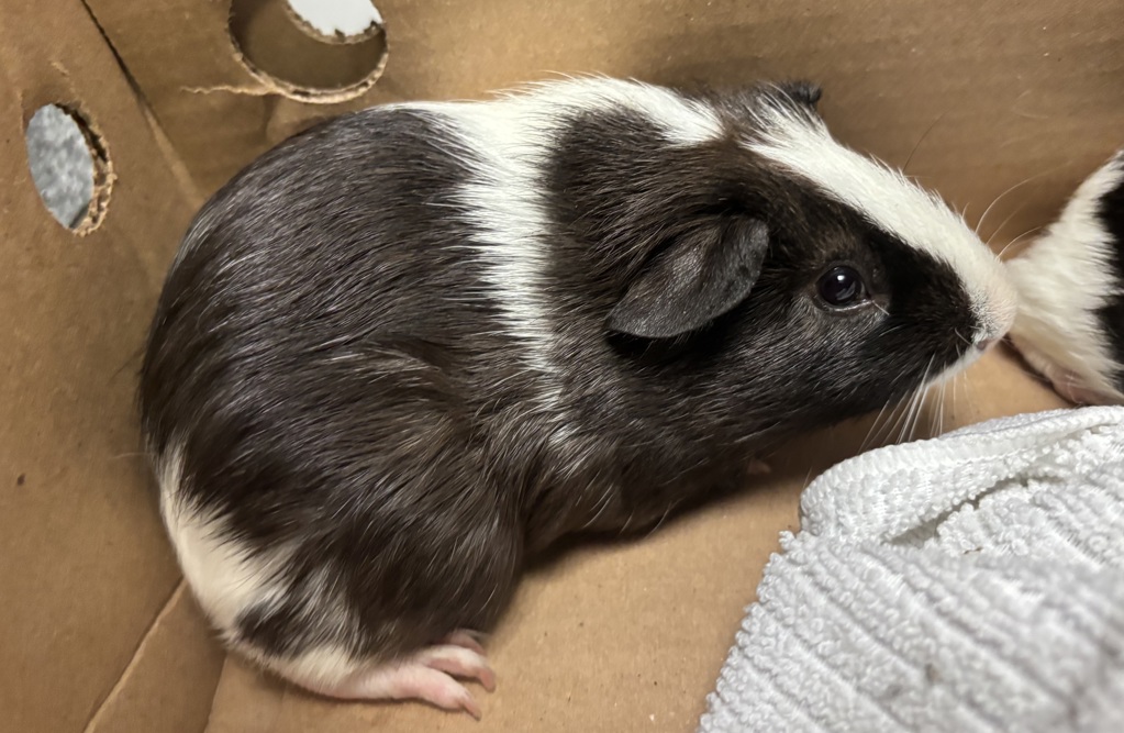 Shelter Stray Male Other last seen Near W 113 Street, NEW YORK, NY, 10026, New York, NY 10029