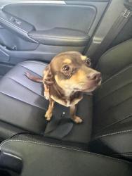 Reunited Female Dog last seen Bangs and Northstar Way, Modesto, CA 95356
