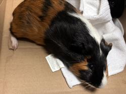 Shelter Stray Male Other last seen Near W 113 Street, NEW YORK, NY, 10026, New York, NY 10029