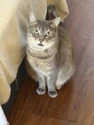 Reunited Female Cat last seen Liggett St Elementary , Los Angeles, CA 91402
