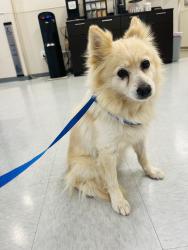 Found/Stray Unknown Dog last seen Wilshire and Barrington, Los Angeles, CA 90036