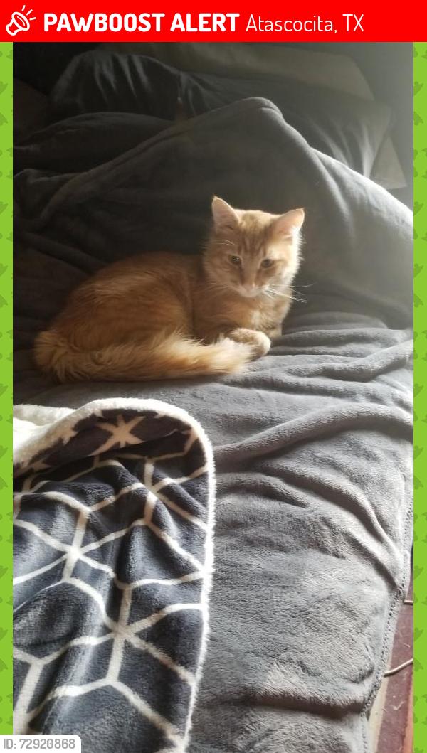 Lost Male Cat last seen Chesnut Clearing Trail, Atascocita, TX 77346