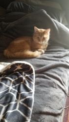 Lost Male Cat last seen Chesnut Clearing Trail, Atascocita, TX 77346