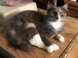 Found/Stray Female Cat last seen San Francis Ave. between Don Boriga Way and Santa Maria Way, Stockton, CA 95210