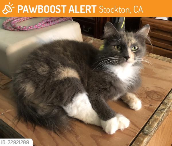 Found/Stray Female Cat last seen San Francis Ave. between Don Boriga Way and Santa Maria Way, Stockton, CA 95210