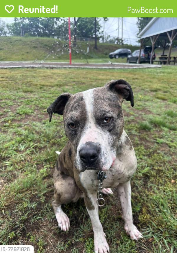 Reunited Male Dog last seen Avery’s corner park, Woodfin, NC 28804