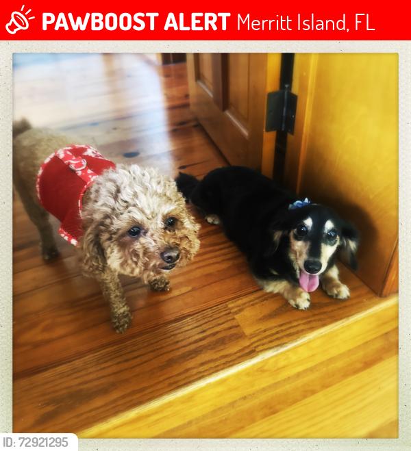 Lost Female Dog last seen Tropical Trail 1/4 mile from the Pineda Causeway. , Merritt Island, FL 32952