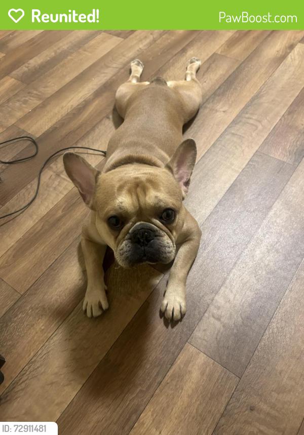 Reunited Male Dog last seen 65th & 64th, Oakland, CA 94621