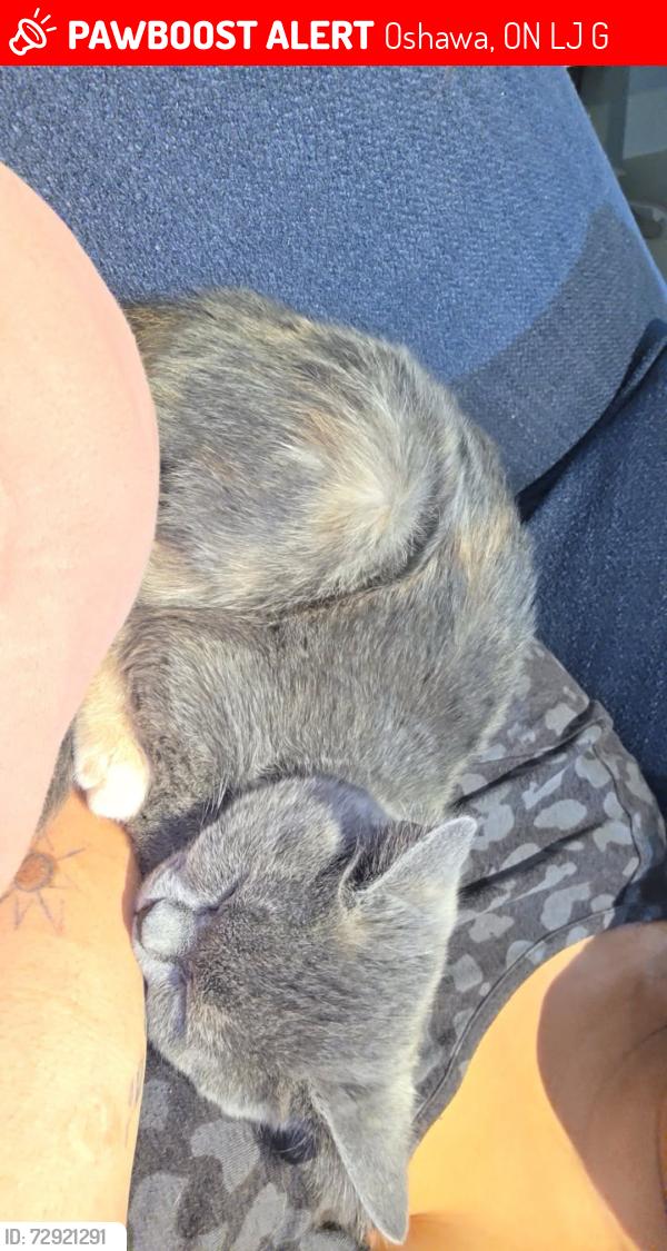 Lost Female Cat last seen John street west, Oshawa, ON L1J 4G7