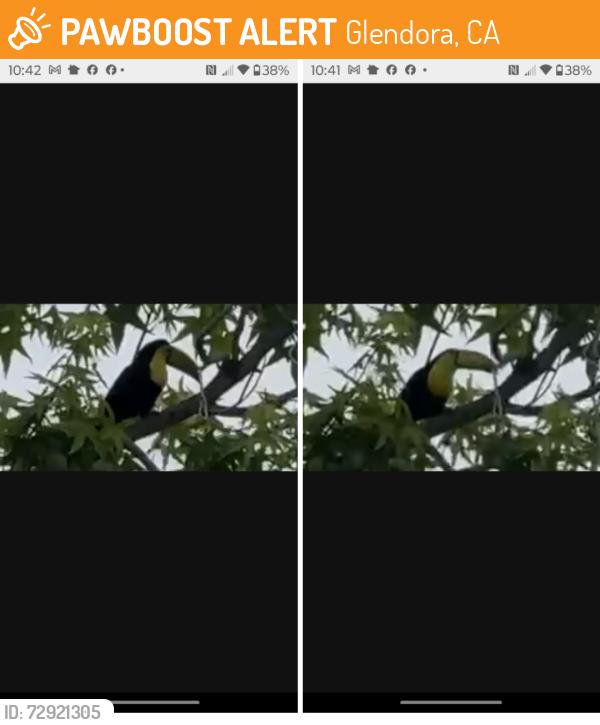 Found/Stray Unknown Bird last seen Indian Springs & Quail Springs, Glendora, CA 91740