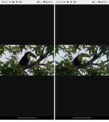 Found/Stray Unknown Bird last seen Indian Springs & Quail Springs, Glendora, CA 91740