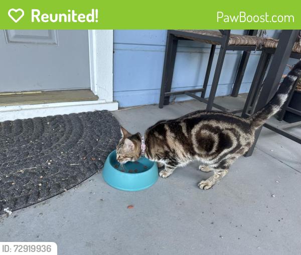 Reunited Unknown Cat last seen Ditty Avenue and Coffey Lane, Santa Rosa, CA 95403