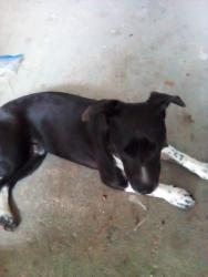 Found/Stray Male Dog last seen Battle creek library, Clayton County, GA 30236