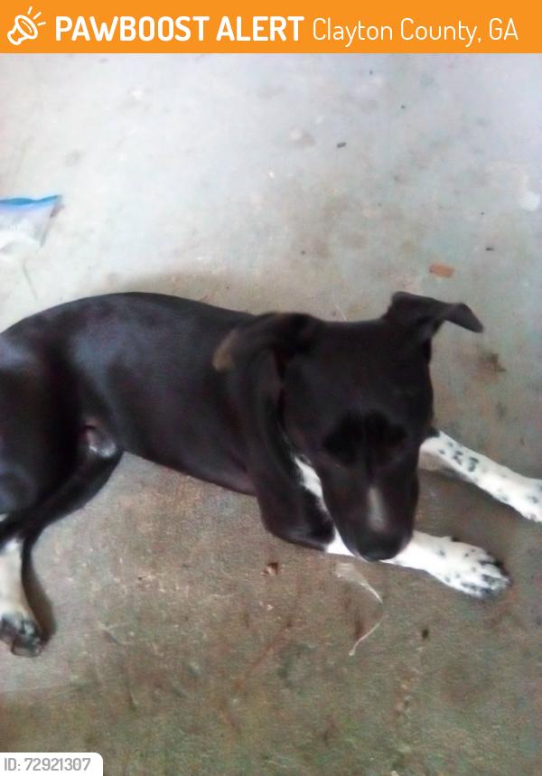 Found/Stray Male Dog last seen Battle creek library, Clayton County, GA 30236