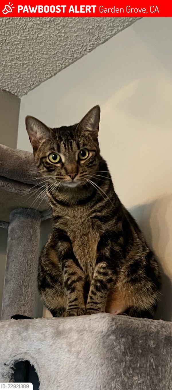 Lost Female Cat last seen Mac street, Garden Grove, CA 92841