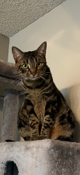 Lost Female Cat last seen Mac street, Garden Grove, CA 92841