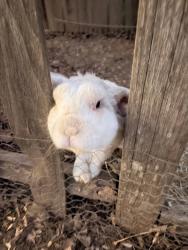Lost Unknown Rabbit last seen Stingray Ct, Sacramento, CA 95826