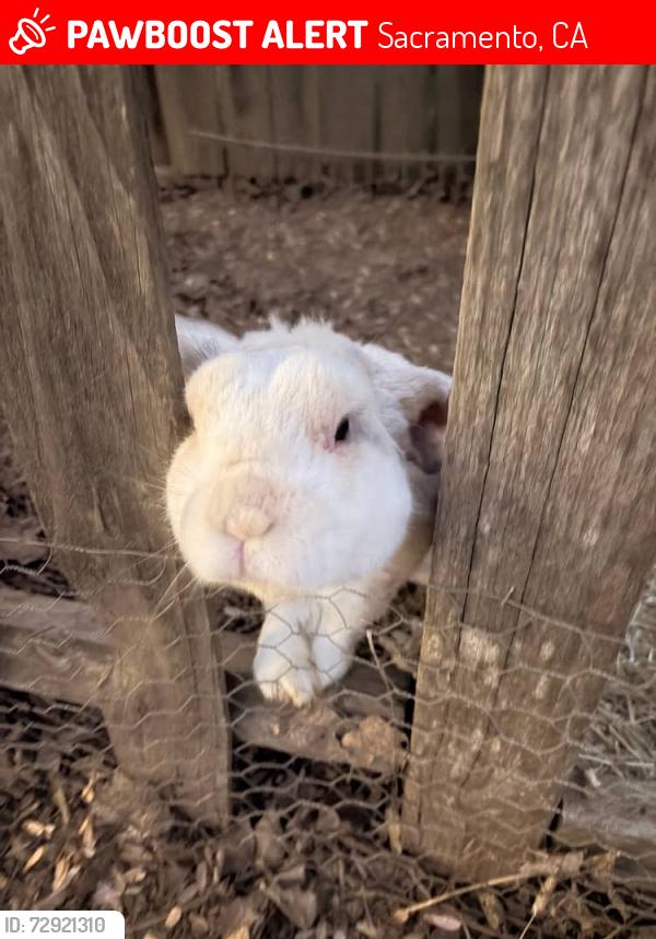 Lost Unknown Rabbit last seen Stingray Ct, Sacramento, CA 95826
