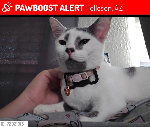 Lost Female Cat last seen Near w Riverside , Tolleson, AZ 85353